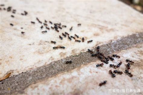 家中很多螞蟻 算命小說
